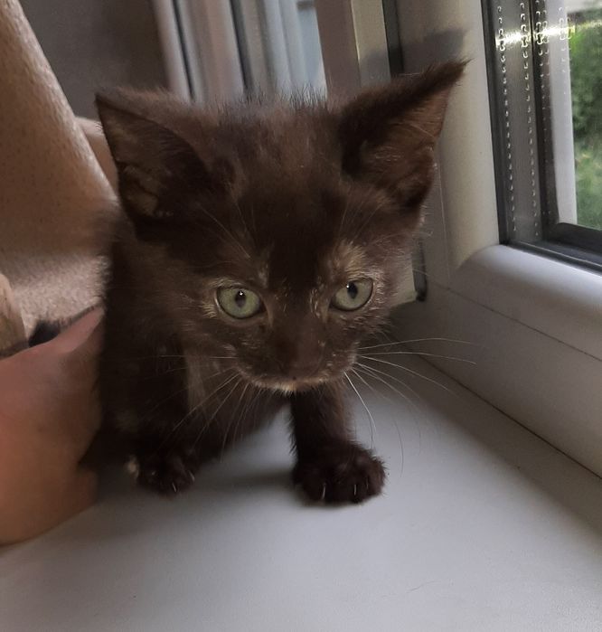 Отдаю в добрые руки серую кошечку