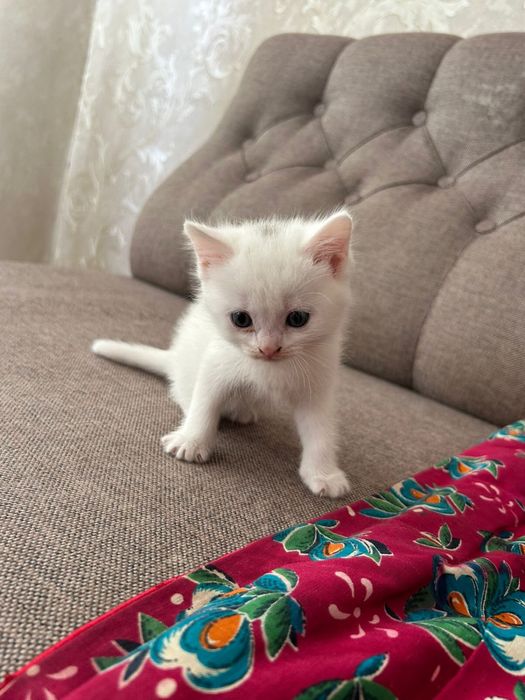 Белый котенок, мама шотландка