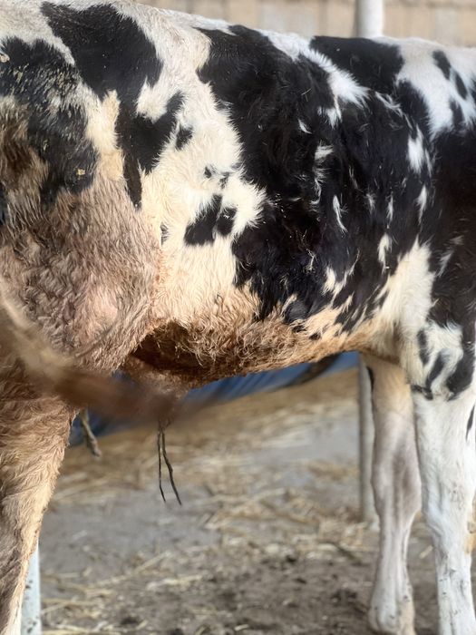 4oyliy buqacha sotiladi smentalga belginski gibrit