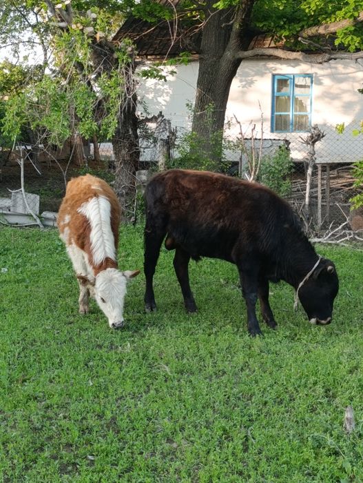 Продам бычков ..