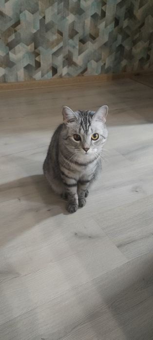 Кот в добрые руки