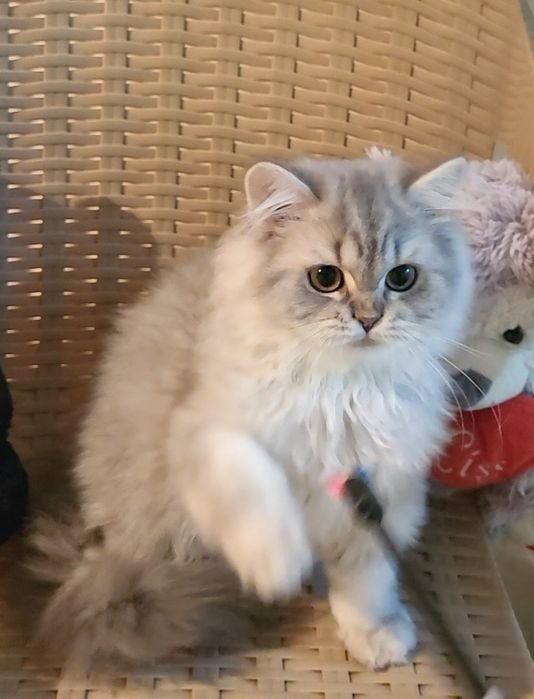 British longhair