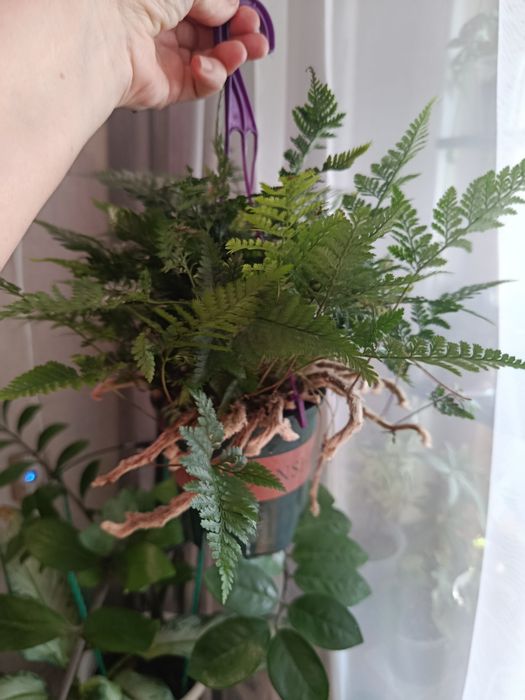 Продам комнатные цветы