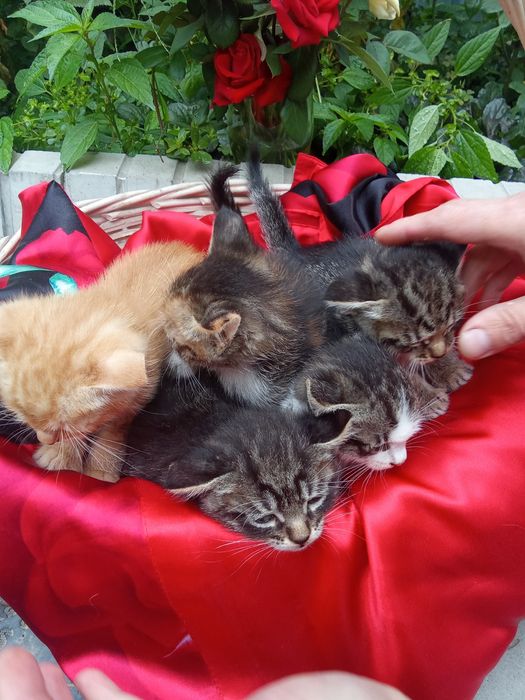 Котята! Отдам с доставкой