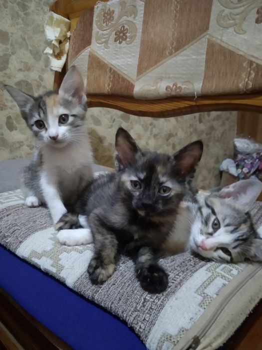 Котята объявления