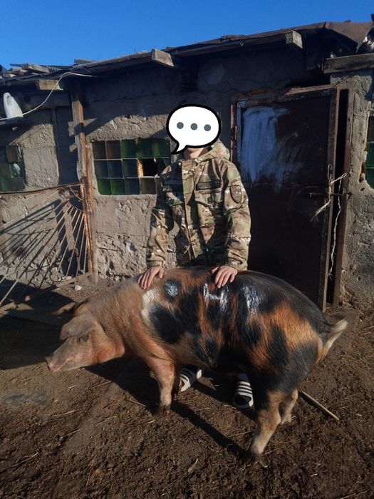 Продам годовалого кабана кострат на мясо
