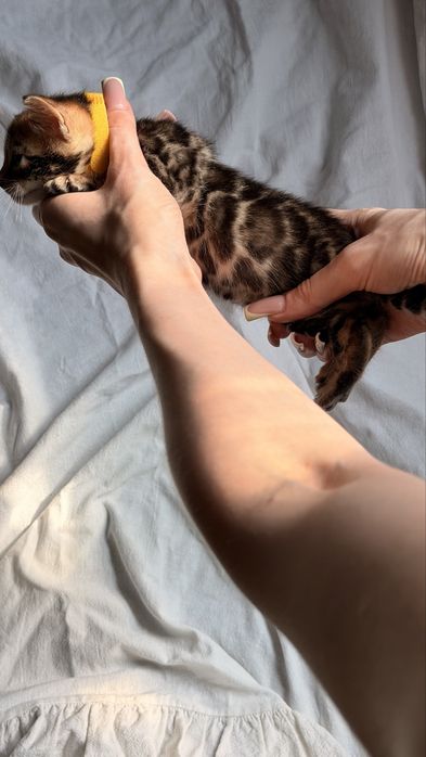 бенгальский котенок