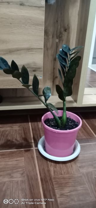 Продам Замиакулькас