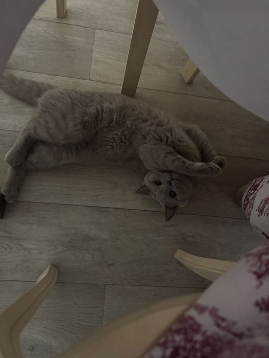 Отдам британскую кошку