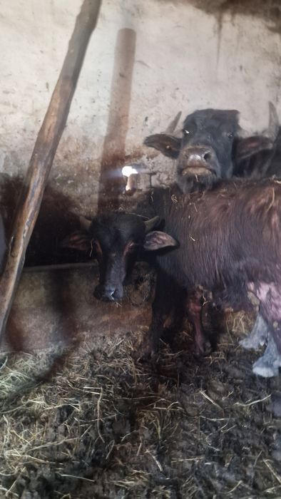 Vând vițel de bivol