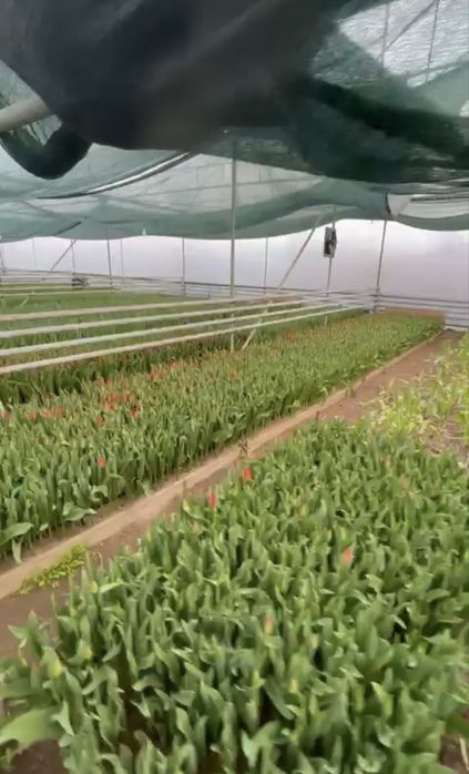 Крупные тюльпаны Голландские