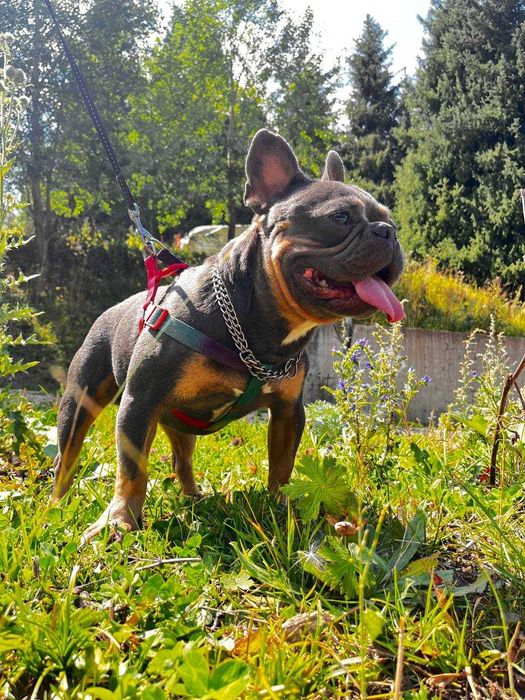 французский бульдог