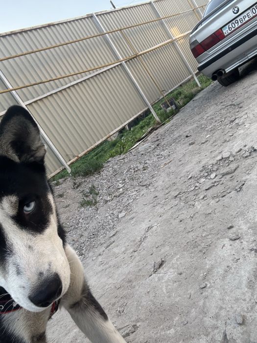 Хаски 6 месецев