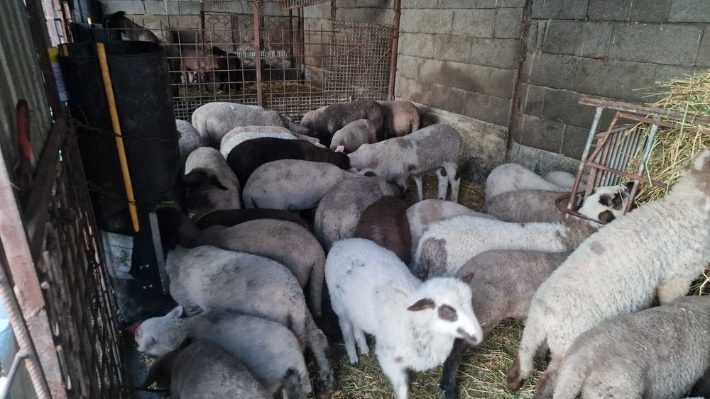 Miei și oi de vânzare. Animale sănătoase, crescute natural.