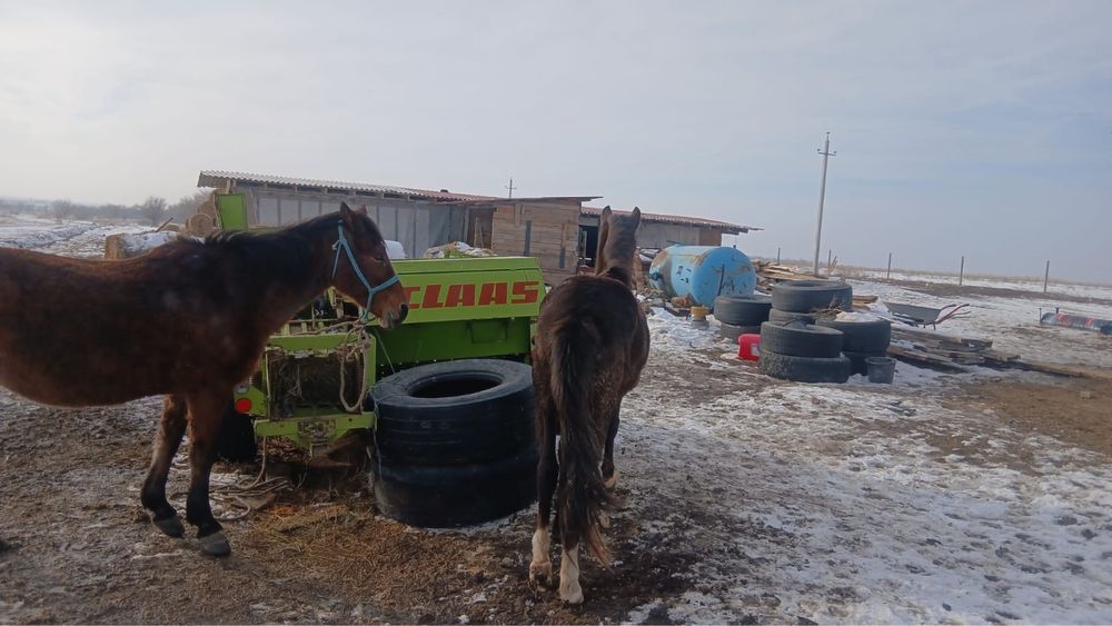 Продам лошадь