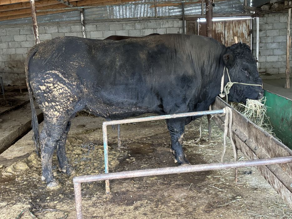 Ангус бұқа сатылады