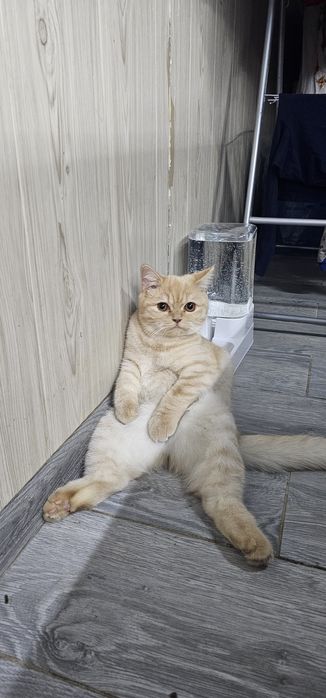 Срочно продам кошку
