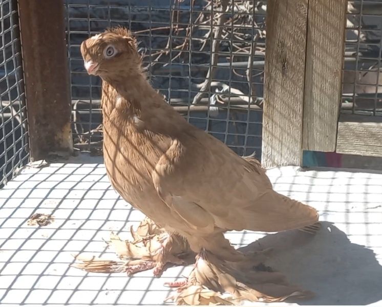 Голуби на продажу город Шымкент