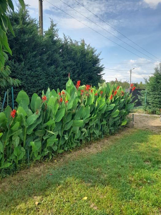 Super oferta! Vand rizomi ( bulbi ) de canna indice, aclimatizati