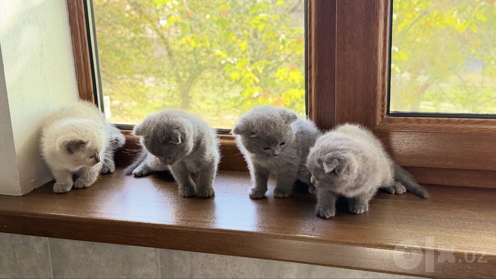 Вислоухие котята Скотиш фолд