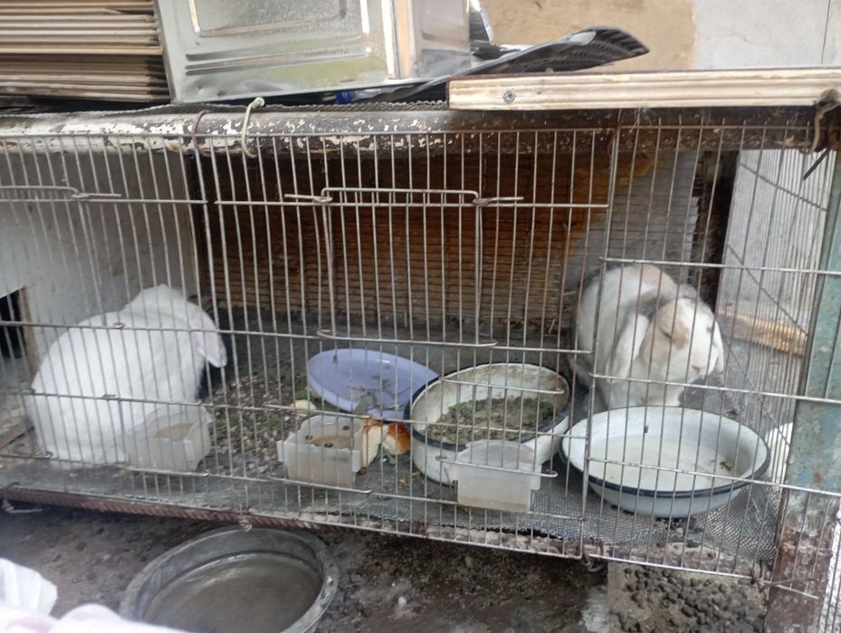 Продам 3 кролика породистые