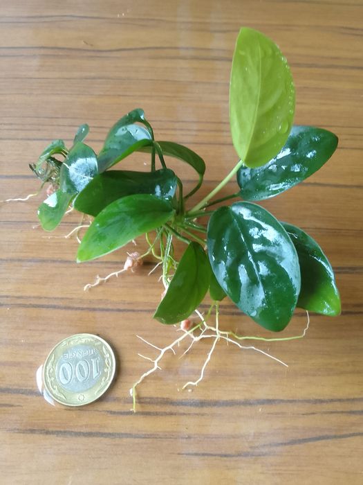 Продам анубиас на-на