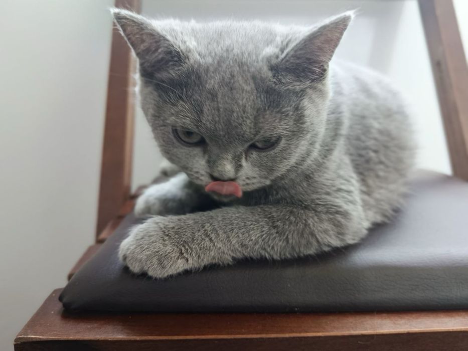 Котята бриттиш фолд scottish fold британки мушук боласи
