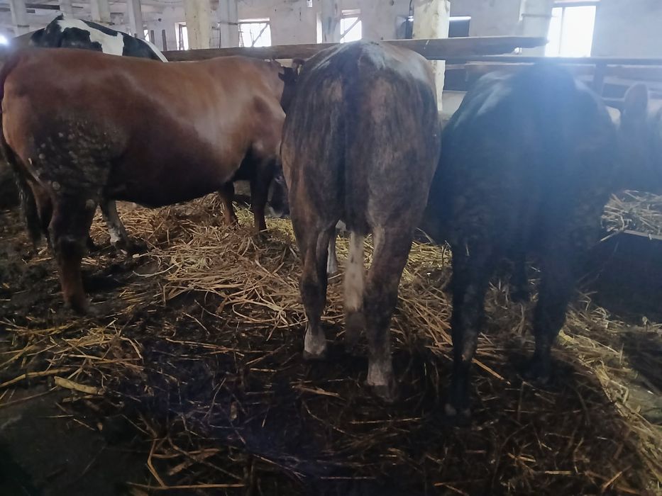 Tauri de vanzare 20 lei kg