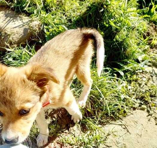 Adopție cateluse de trei luni