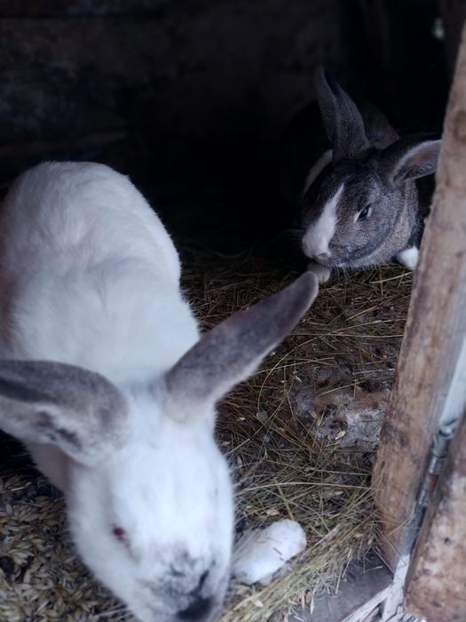 Продоется кролики