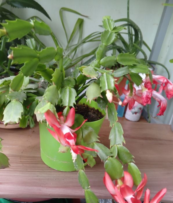 Цветущий декабрист