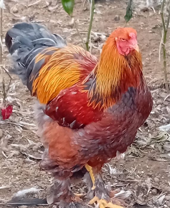 Cocosi Brahma Potarnichiu pe negru si pe albastru