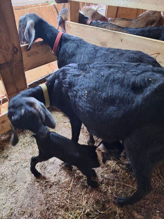 Vând 4 capre si un țap Anglonubiene