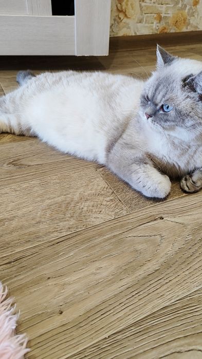 Бронь красивых шатланских котят!