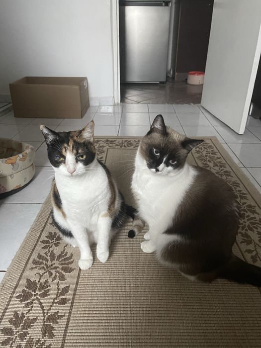 Pisici de pe strada pentru adoptie (sterilizate vaccinate)