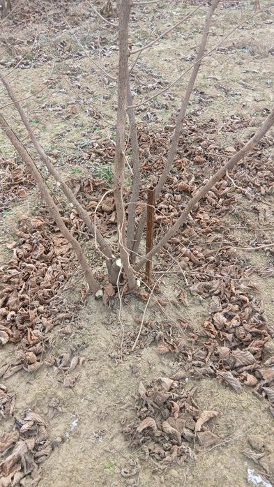 Ofer servicii tăieri și defrisari agricole