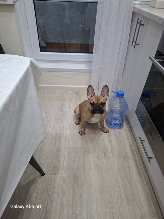 Французский бульдог