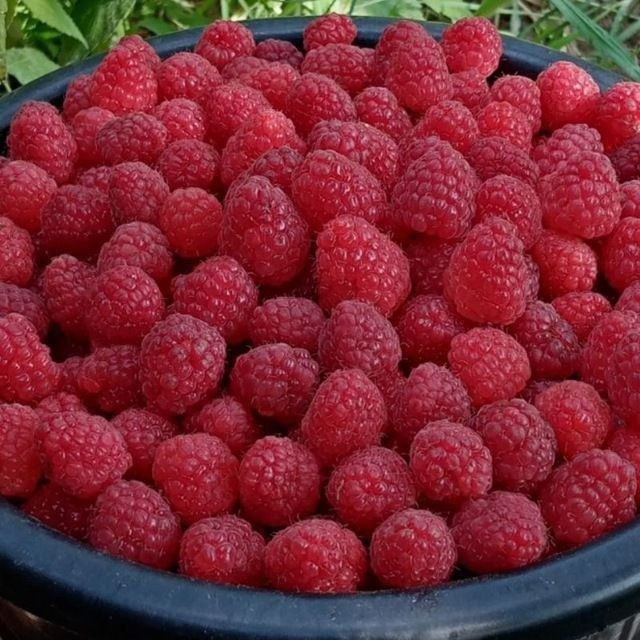 Малина кучатлари