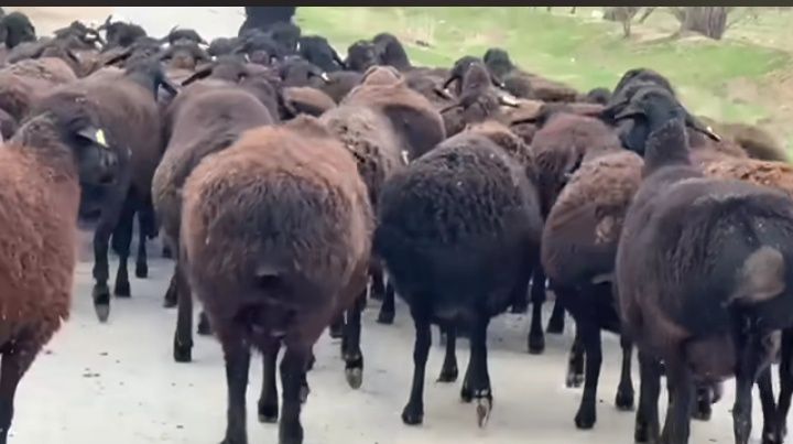 Egizchi boʼgʼoz Qoʼylab tezlik bilan Sotilad 5000 kelishamiz tell +99