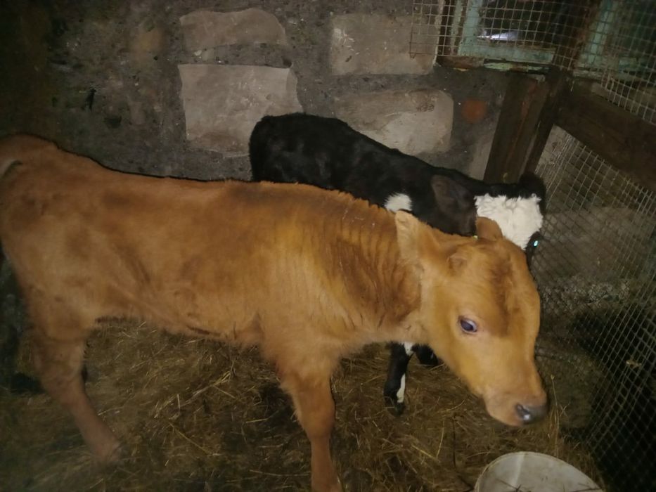 Продам телят и телку