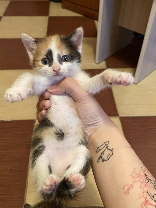 отдам котят в добрые руки