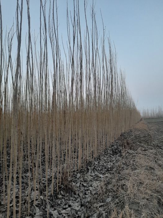 Terak ko'chatlar bor 20 sotik sotiladi