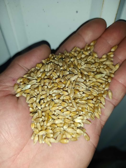 Продам  пшеница 4 класс в мешках