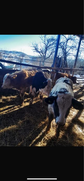 Vand vitei si vitele