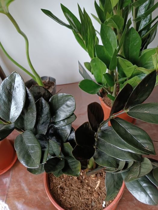 Комнатная растения замиокулкс