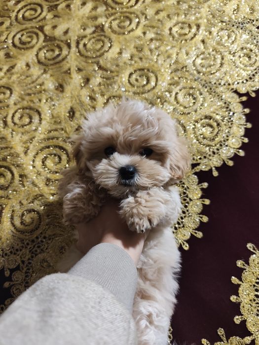 Продается мальтипу ф1 девочка