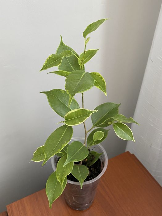 Фикус Бенджамина 1800тг