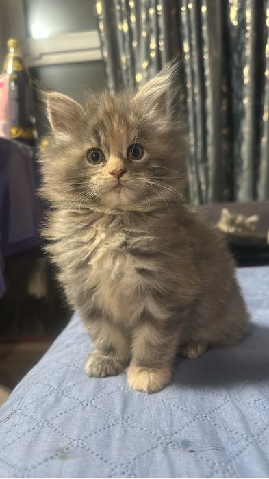 Котята мейнкуны девочка!