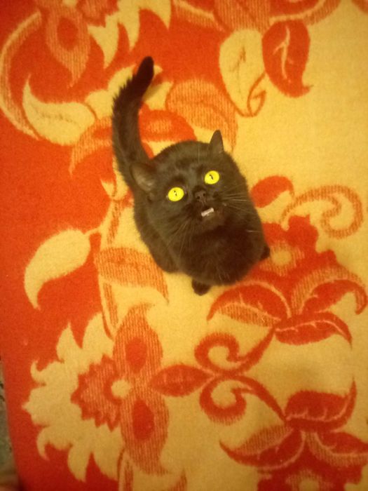 Ласковая чёрная кошечка