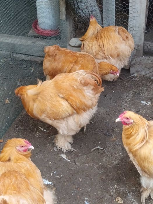 Cochinchina galben cocosi 2026